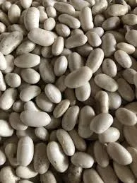 Посевной материал фасоли с гарантией выкупа урожая - фото № 1