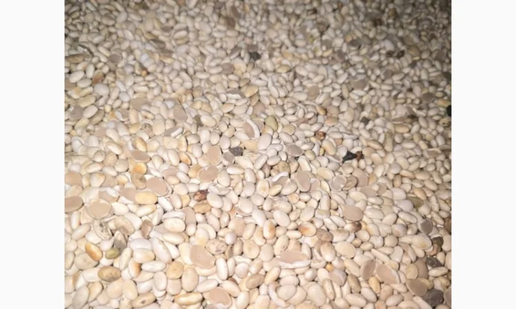 Квасоля - фото № 1