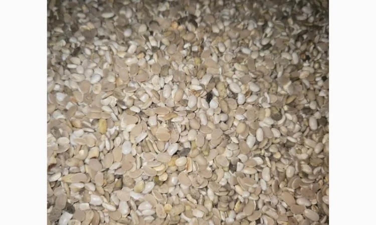 Квасоля - фото № 2