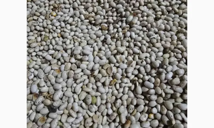 Квасоля - фото № 3