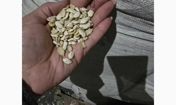 Квасоля - фото № 4