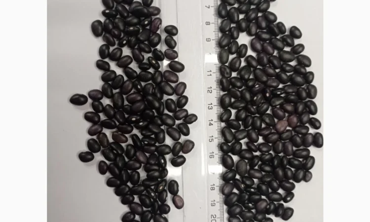 Продається посівний матеріал квасолі Мавка чорна - фото № 1