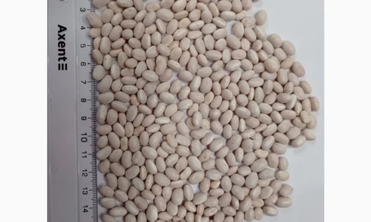 Продається посівний матеріал квасолі Мавка біла - фото № 1