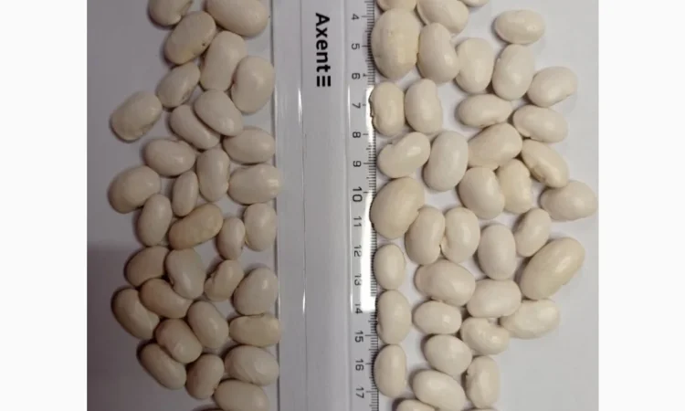 Продається посівний матеріал Квасолі Бандоля - фото № 1