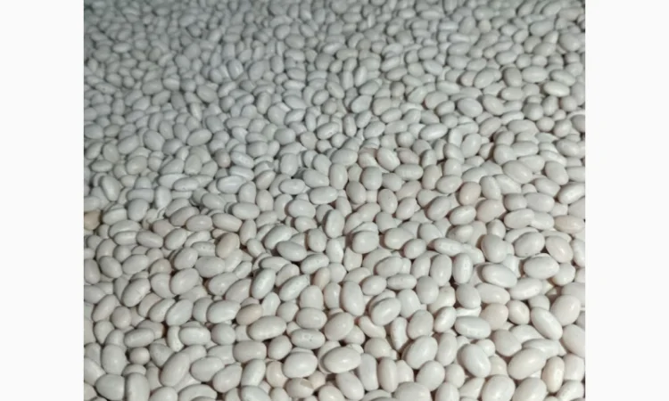 Продам квасолю сорту Мавка - фото № 2