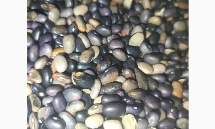 Продається квасоля - фото № 1