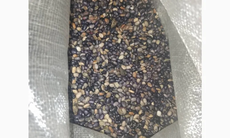 Продається квасоля - фото № 3