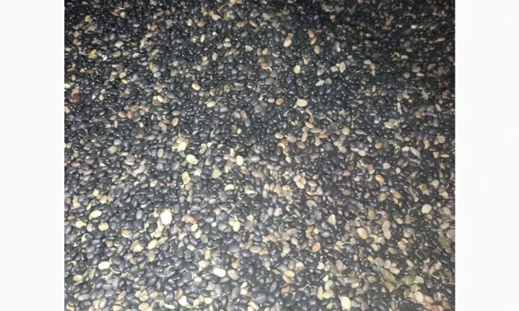 Продається квасоля - фото № 2