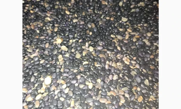 Продається квасоля - фото № 4