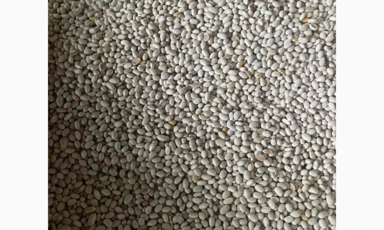 Продам квасолю сорту Неві Бінс - фото № 1