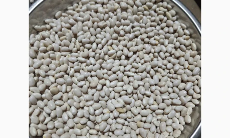 Закуповуємо квасолю по всій Україні - фото № 1