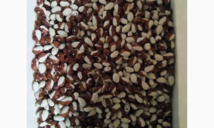 Продамо квасолю - фото № 2