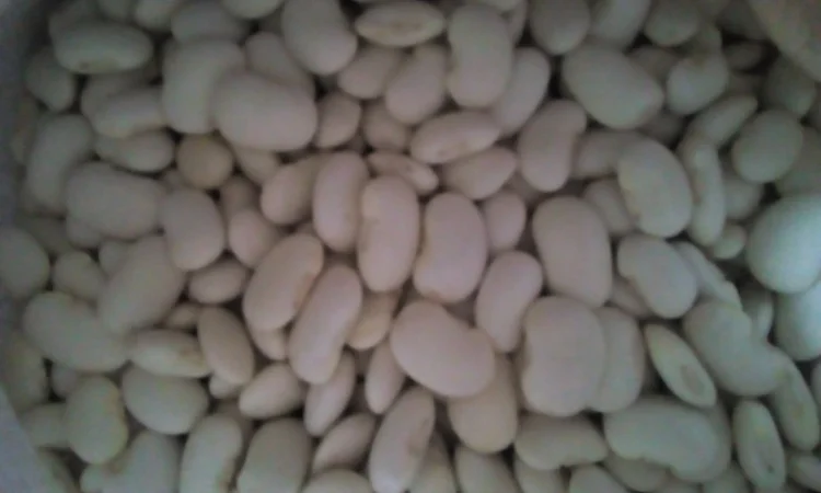 Продамо квасолю - фото № 3