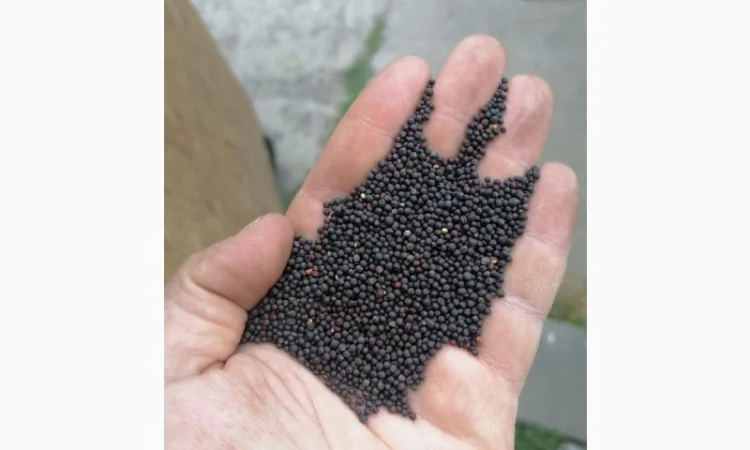 Насіння ріпаку - фото № 1