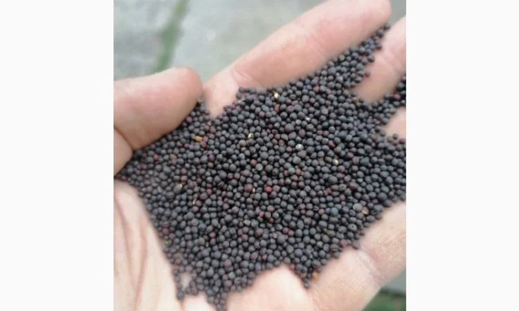 Насіння ріпаку - фото № 2