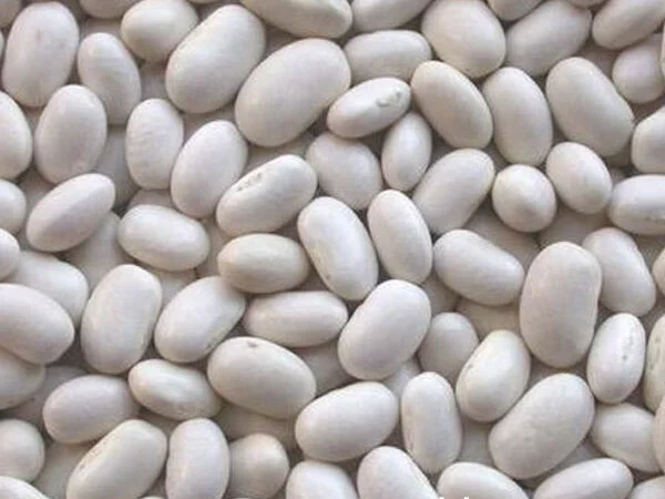 Продамо посівмат квасолі білої дрібної Американська селекція - фото № 1