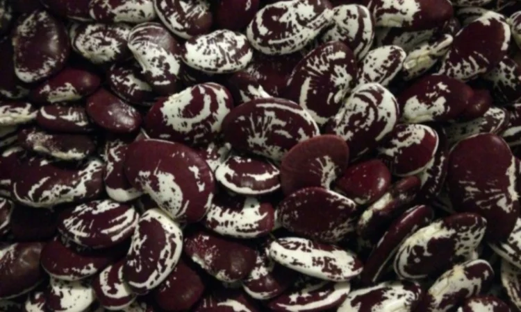 Продам квасолю Лімська - фото № 1