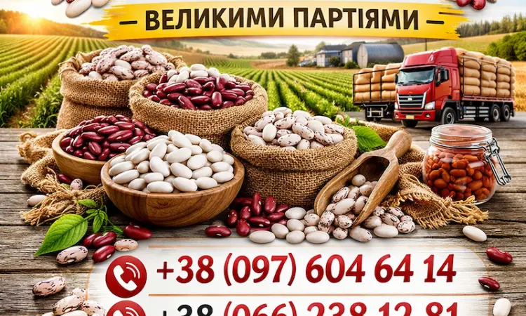 Куплю квасолю великий - фото № 1