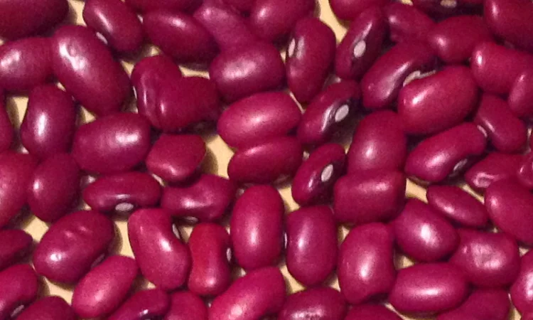 Сортовая фасоль оптом от производителя с доставкой по Украине - фото № 1