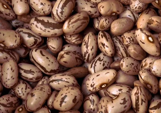 Покупайте сортовую фасоль оптом - качество - фото № 1