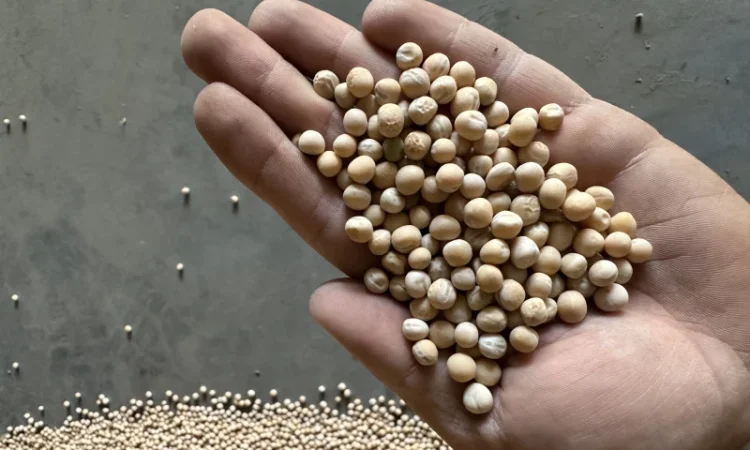 Продажа посевного гороха сорта Мадонна - фото № 1