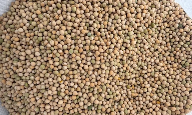 Горох желтый - фото № 1