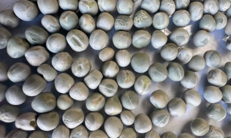 Горох желтый - фото № 2