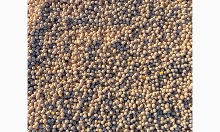 Яровой горох Esso – 10 тонн в продаже - фото № 1