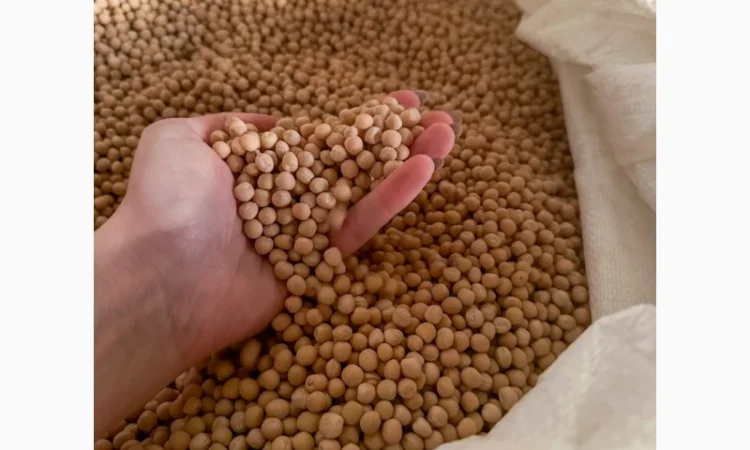 Насіння жовтого гороху "ЕСО" на продаж - фото № 2