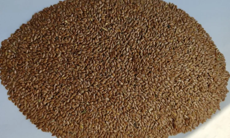 Продам льон коричневий олійний-130т - фото № 2