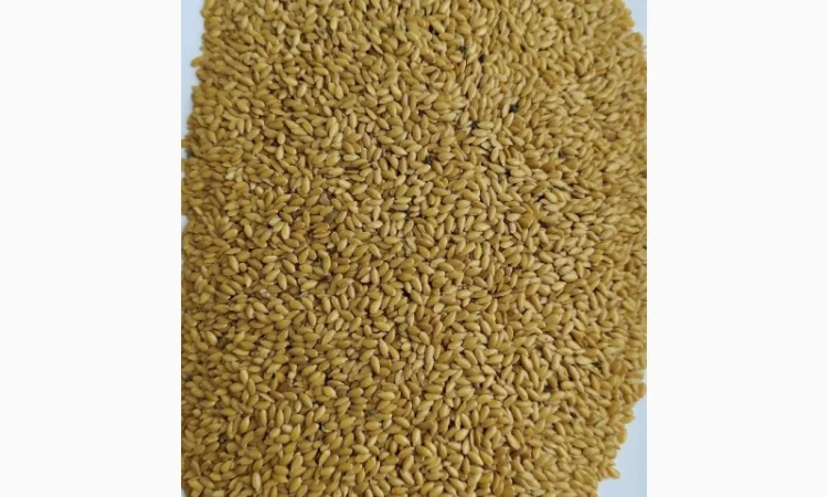 Льон золотистий (жовтий - фото № 1