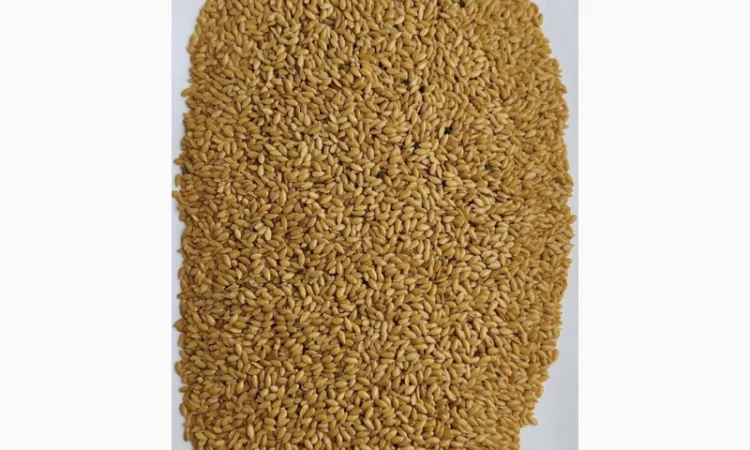 Льон золотистий (жовтий - фото № 2