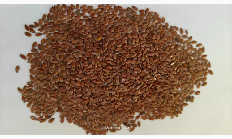 Насіння льону олійного коричневого сорту- Лірина (Німеччина) - фото № 2