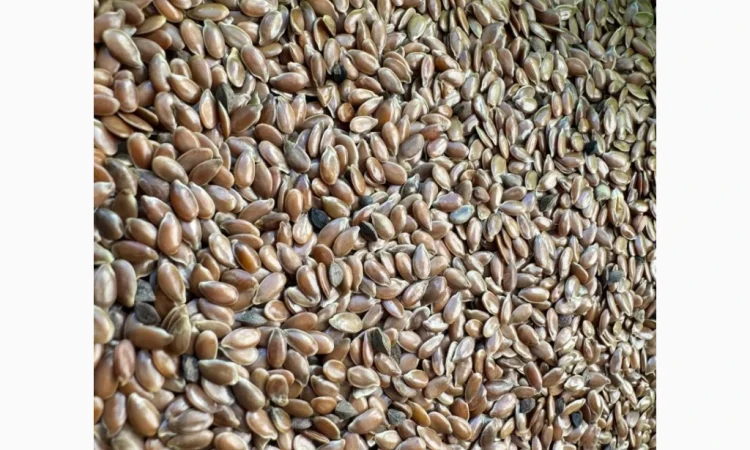 Продам насіння льон олійний 80т - фото № 1
