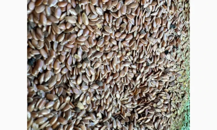 Продам насіння льон олійний 80т - фото № 2