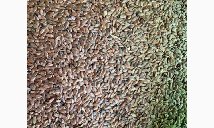 Продам насіння льон олійний 80т - фото № 3