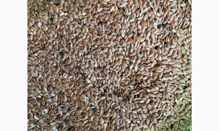 Продам насіння льон олійний 80т - фото № 4