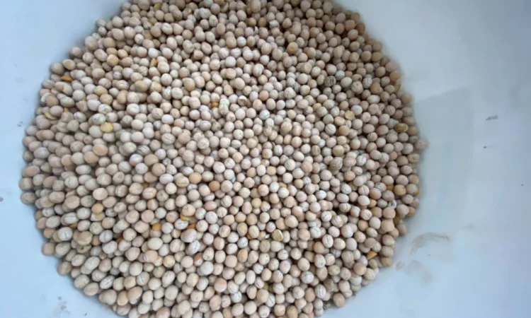 Продается жёлтый горох оптом - фото № 1