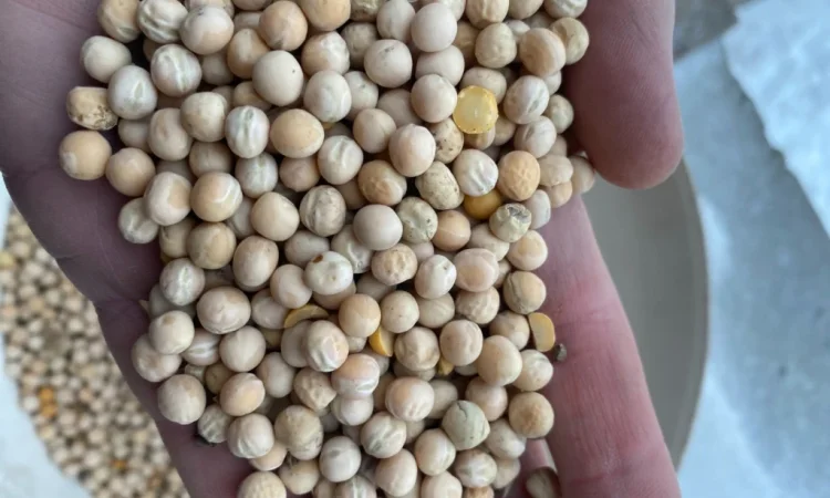 Продается жёлтый горох оптом - фото № 2