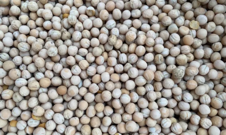 Продается жёлтый горох оптом - фото № 3