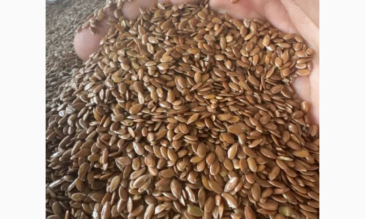 Продам лен коричневый на экспорт - фото № 2