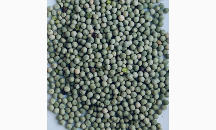 Продам горох зелений- 300т - фото № 1
