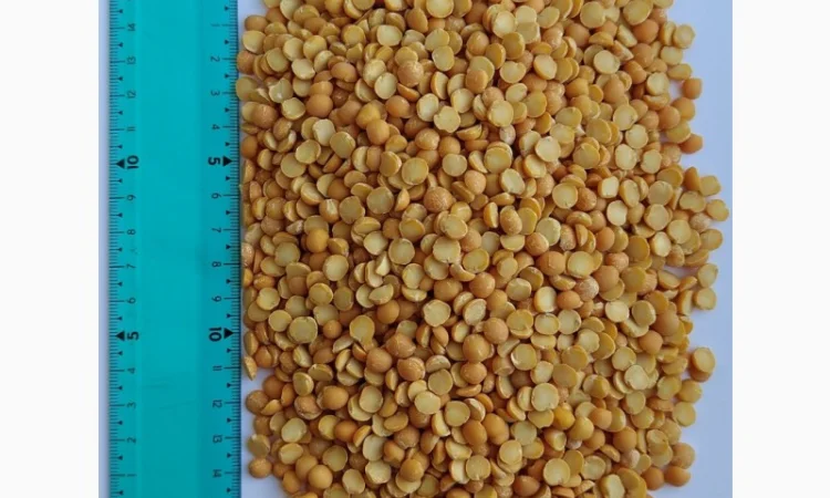 Продам горох жовтий колотий- 110т - фото № 1