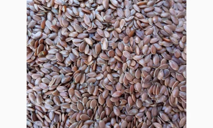 Продам семена льна - фото № 1