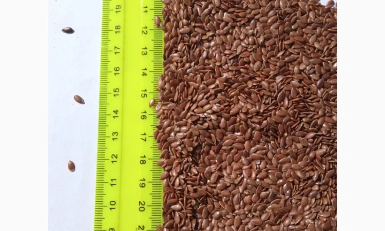 Продам семена льна - фото № 2