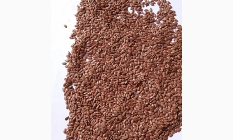Продам семена льна - фото № 3