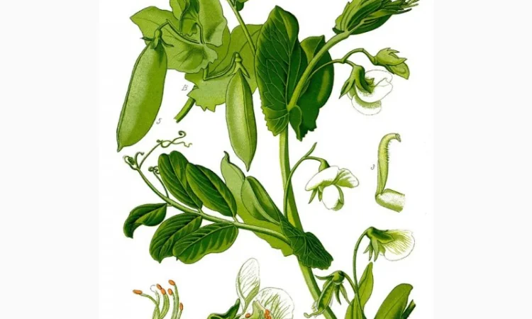 Горох жовтий - фото № 1