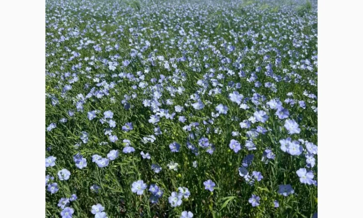 Купую насіння льону олійного для переробки - фото № 1