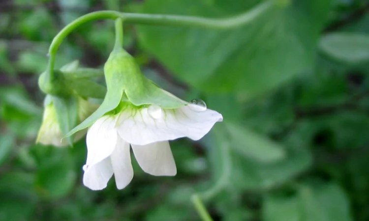 Горох жовтий - фото № 1