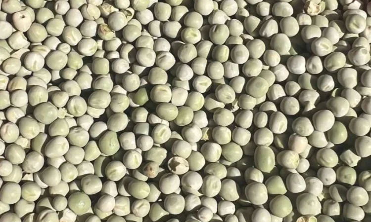 Продам горох зелений- 900 тонн - фото № 1